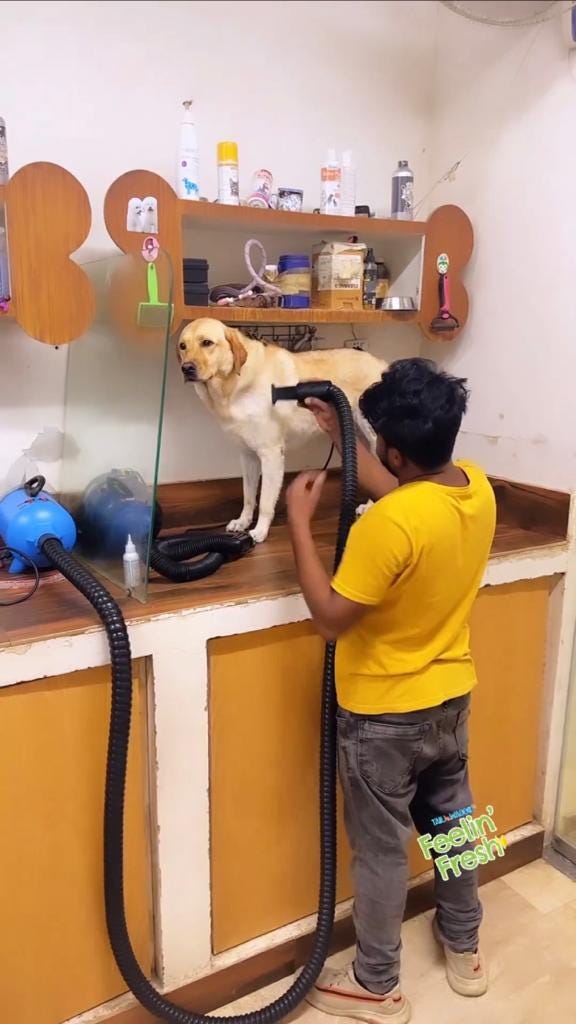 Expert Pet Grooming Services Petscarencure Medium