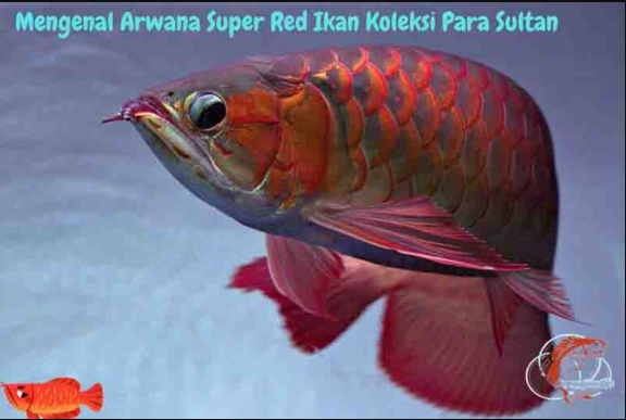 Arwana Super Red Pesona Ikan Hias Yang Menawan Hati By Lovaquatic Dec 2023 Medium 6093