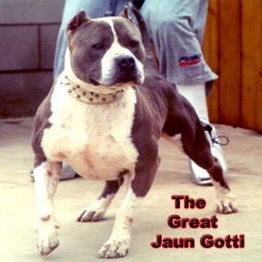 American Bully Gottyline Dax . The world most famous American
