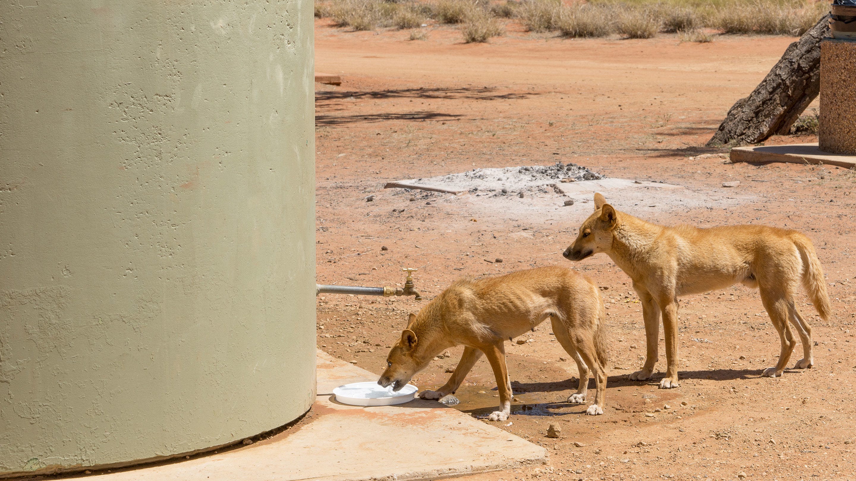 Dingo: você conhece o cão selvagem da Austrália?