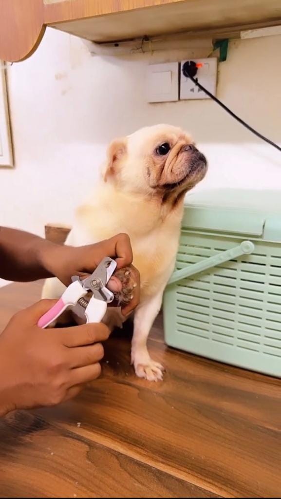 Pet grooming Karachi Petcarencure Medium