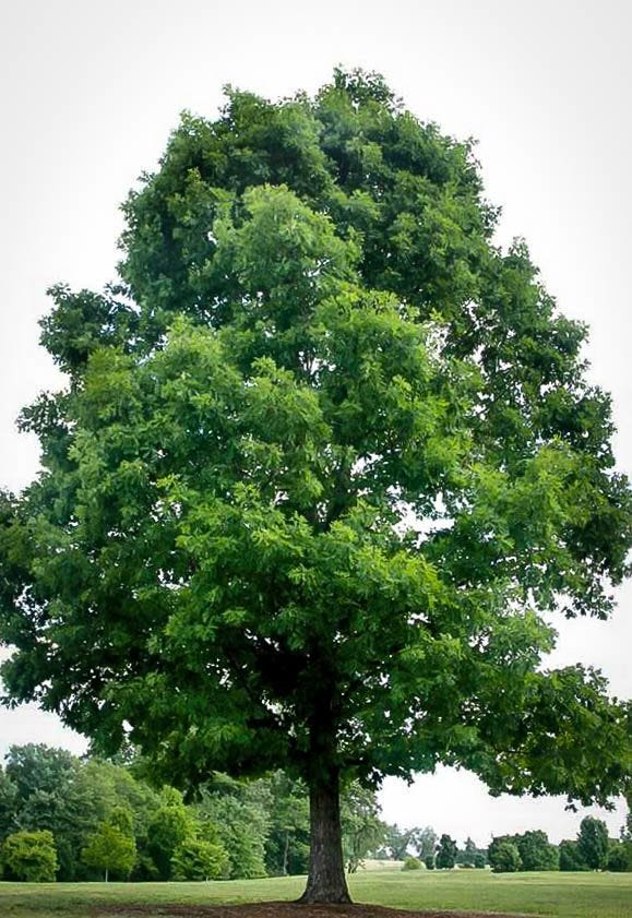 Advantages of Planting Oak Trees. The Many Advantages A Homeowner Has