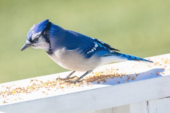 Blue Jays — Beautiful Bird You’ve Never Seen Before?