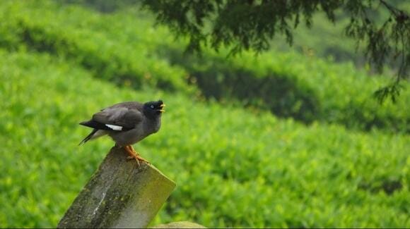 Beautiful Bird You’ve Never Seen Before?