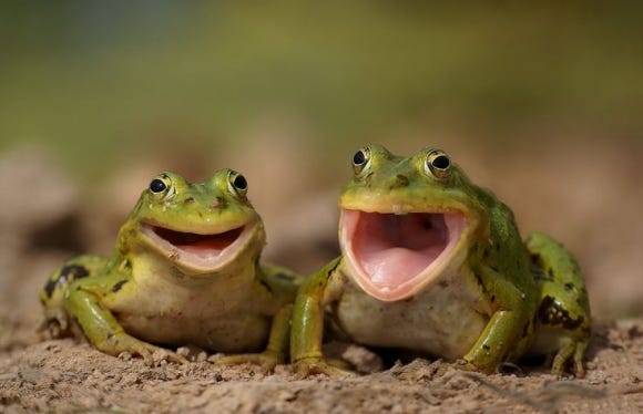 What two little frogs can teach you about life, by Eric Hawkens