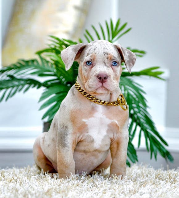 Best Pitbull Puppies For Sale in New Jersey, NJ | by Josieclark | Medium