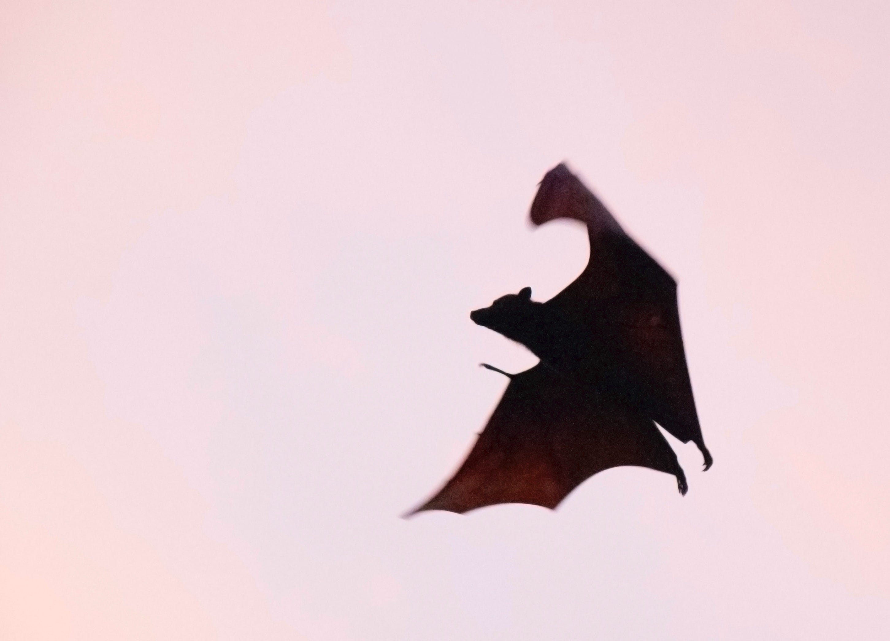 How to get rid of bats in a house naturally: 8 humane ways
