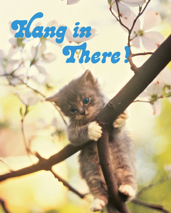 Whatever Happened To…The “Hang In There” Kitten? | by Joe Gerlitz | Medium