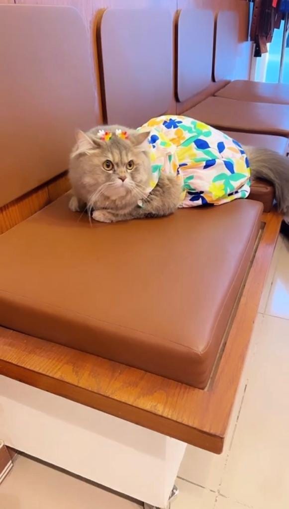 Cat Grooming in Karachi Petcarencure Medium