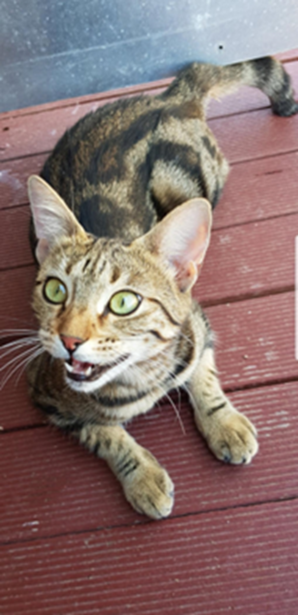 Lady Donga — Female Feline Guru of Love & Compassion © 2026