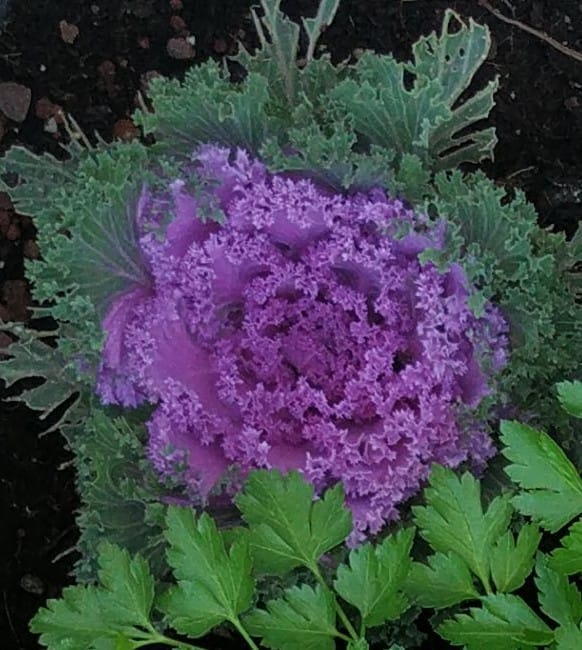 How do you grow Kale. Growing kale effectively requires a… by