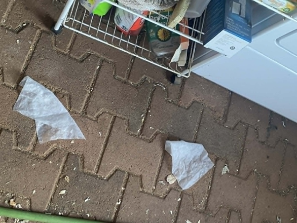 Author image — ignore the dirty floor on the back porch where the dryer is