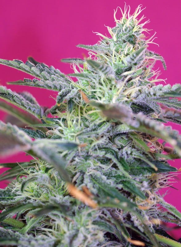 Reguläre, Feminisierte und Autoflowering CannabisSamen Worin liegt der Unterschied? by