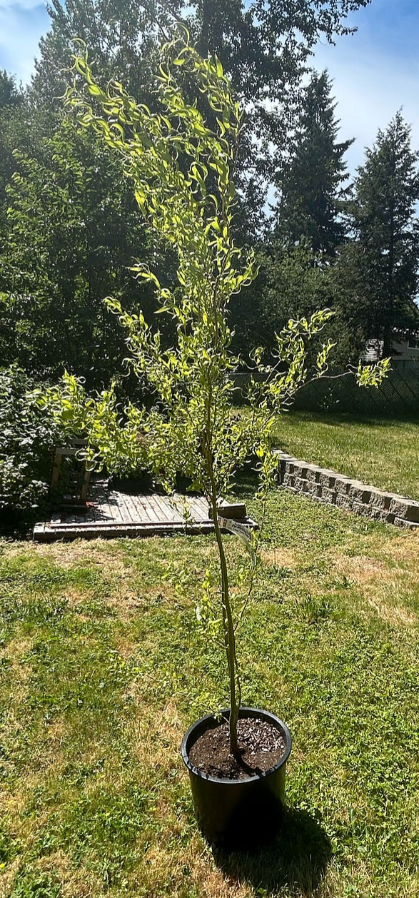this corkscrew willow was the first to get planted, made me so happy, author’s photo