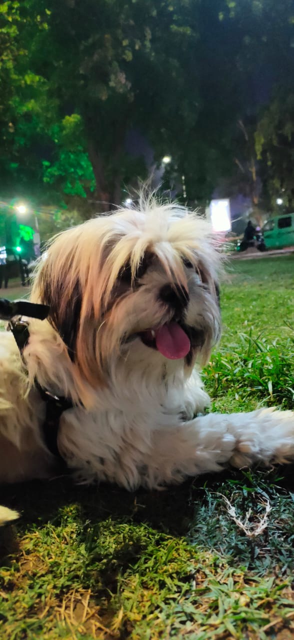 Best Luxury And Pet Friendly Resort In Udaipur by MI Drawings Medium