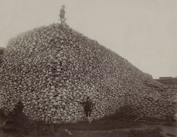 Un montón de cráneos de bisonte americano a mediados de la década de 1870