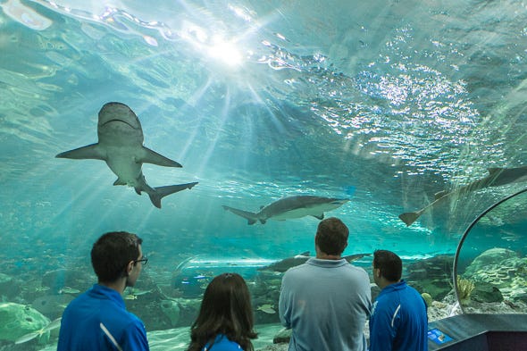 My Dunk into the Shark Tank. A Students Perspective on Ripley's Aquarium |  by Amanda Havey | The 430th | Medium