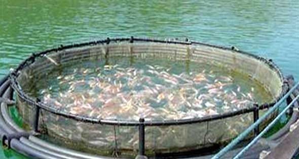 Fish farming projects in Egypt. The most important information