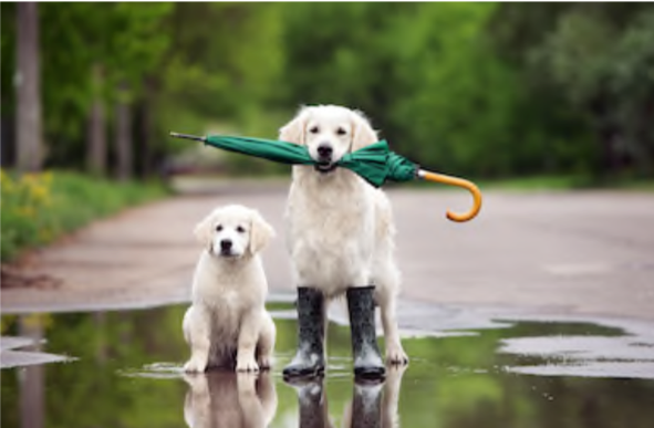 Autumn is here… ook voor onze honden!