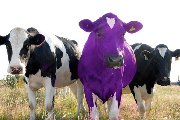 Seja chamativo como a vaca roxa