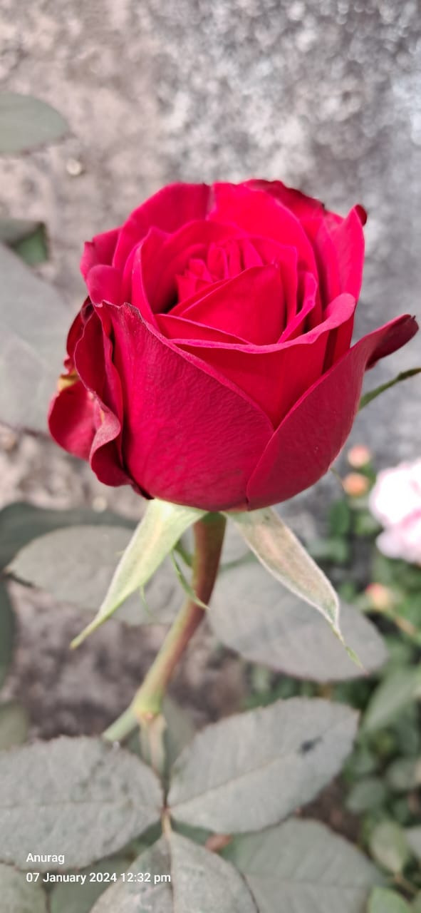 Rose Garden Pink : The Best Beauty of Flower Power