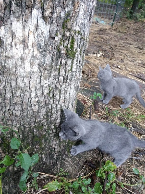 Should Cats Be Allowed Outside?. Ah, the great debate by srstowers Catness Medium