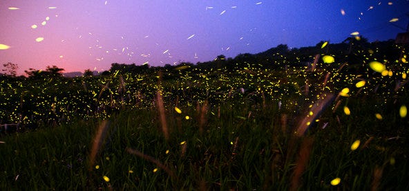My Very Own Firefly Show