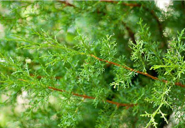 Leyland Cypress vs Green Giant: Which One is Better for Your