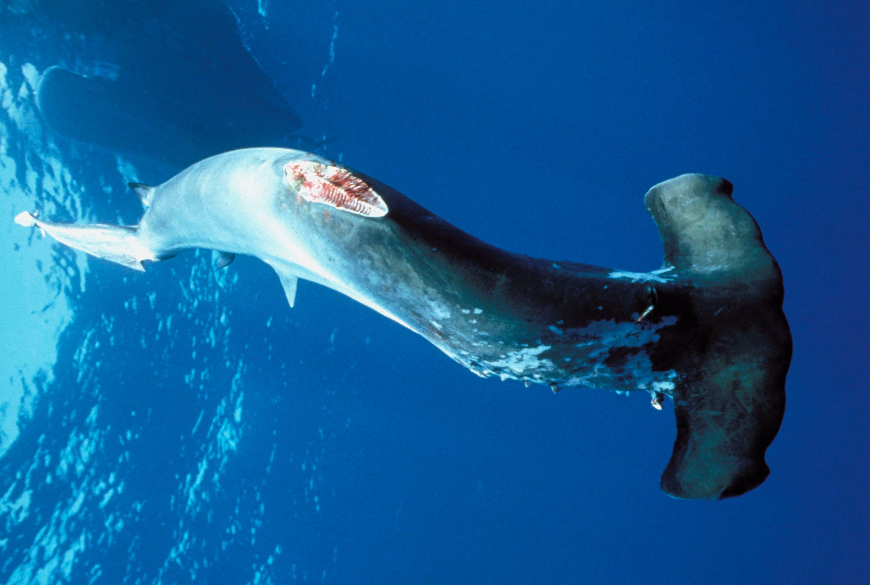 U.S. will ban the sale of shark fins - The Washington Post
