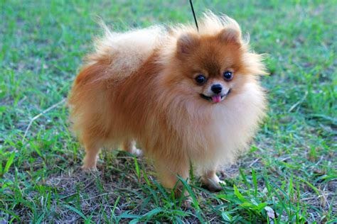 Pomeranian dog is in the picture