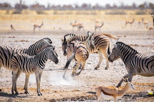 Ngorongoro Crater Safari Cost: Plan the Perfect Wildlife Adventure in Tanzani