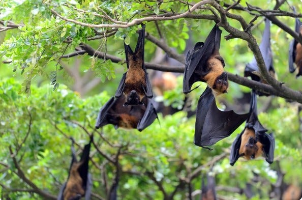 Expert Professional Bat Removal in Charleston: Safe & Humane Service Solutions