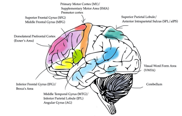 Brain regions associated with handwriting. Source: Marano et al. (2025).