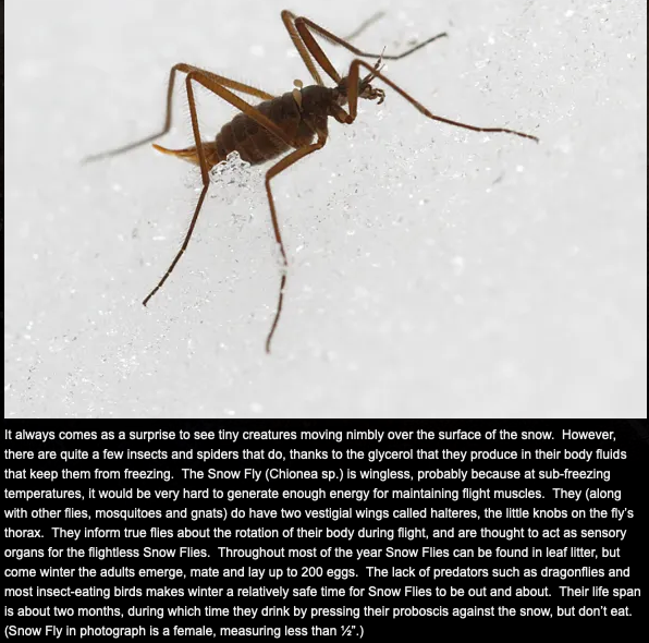 Insects on Snowshoes