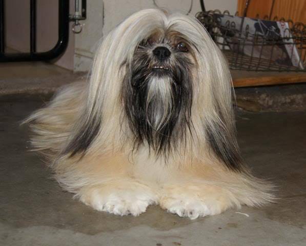 Sophie the Beaded Lhasa Apso Dog. Soon after I sold my first