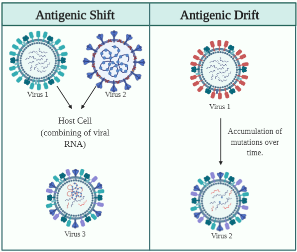 Antigenic Shift and Antigenic Drift What could this mean for SARSCoV