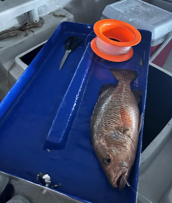 妹豬初釣櫃底賞銀杏