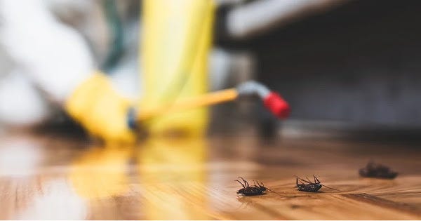 Effective Pest Control in Hampden County: Protect Your Home and Business