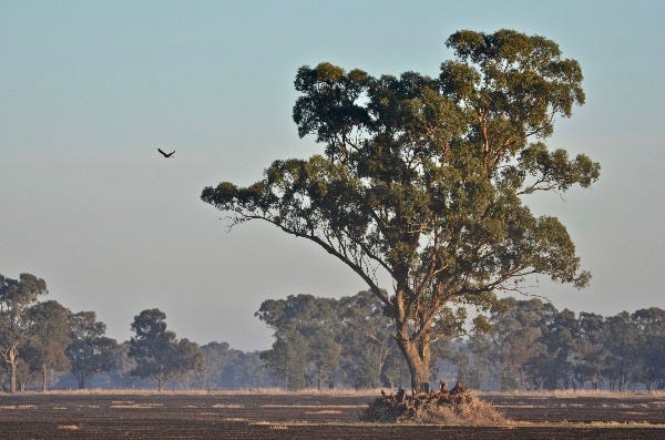 We’re already suffocating — Landscape Destruction | by Max Collins | Medium