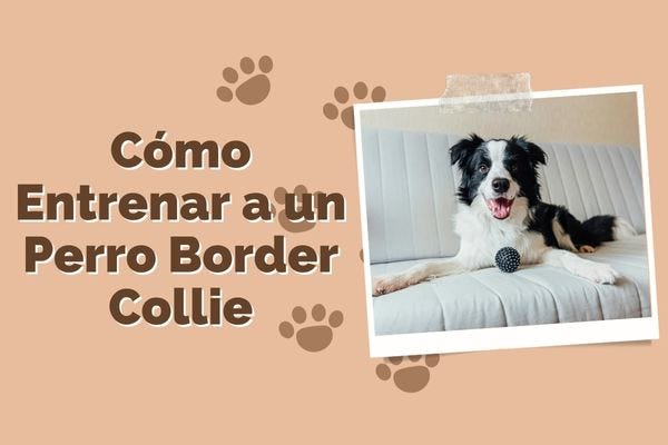 Cómo Entrenar a un Perro Border Collie: Consejos y Trucos