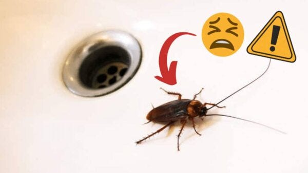 Como Eliminar Baratas com uma Simples Armadilha de Pipoca: Guia Passo a Passo