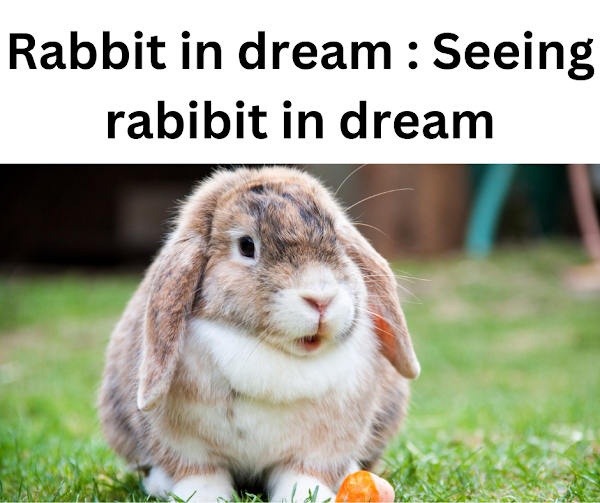 Rabbit in dream Seeing rabbit in dream by Sapna Dekh Medium