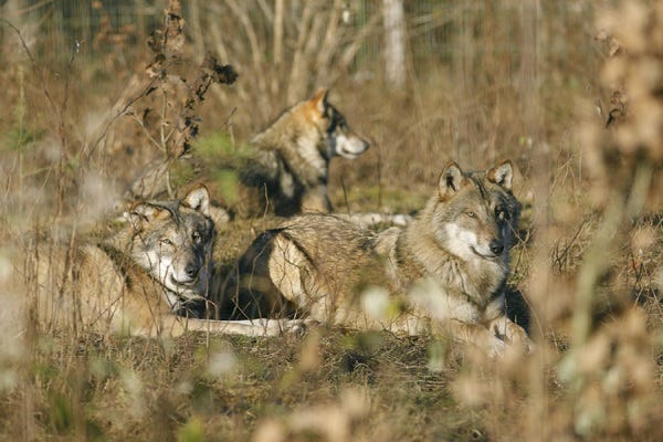Vorträge für Tierhalter zur Rückkehr des Wolfes in die Kulturlandschaft