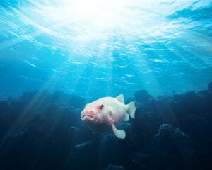 World's Ugliest Animal: Deep sea dwelling Blobfish 