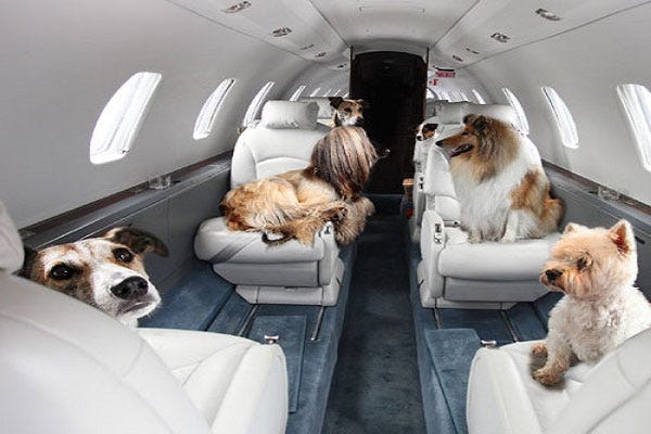 what-to-consider-before-hiring-international-pet-shipping-companies