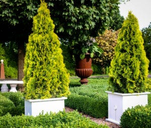 Thuja Green Giant Guide | by Michelle Pullman | Medium