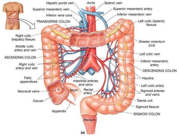 Important Information about Diverticula, Diverticulosis and Diverticulitis