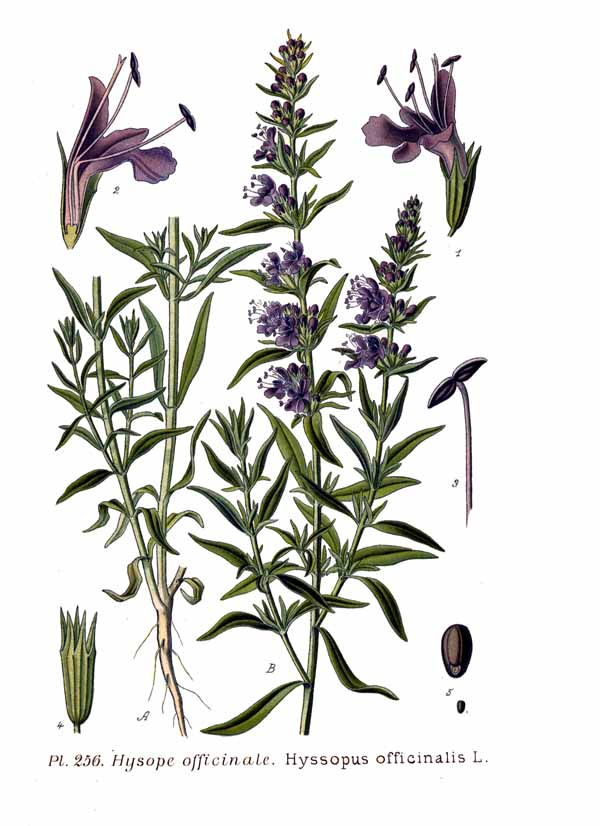 Hyssopus officinalis Wikimedia Commons Image License