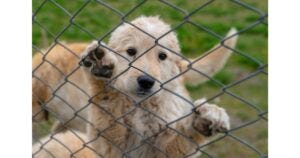 How to Keep Dogs from Breeding: Effective Tips to Prevent Puppies