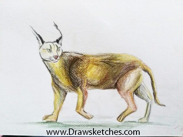 caracal drawing